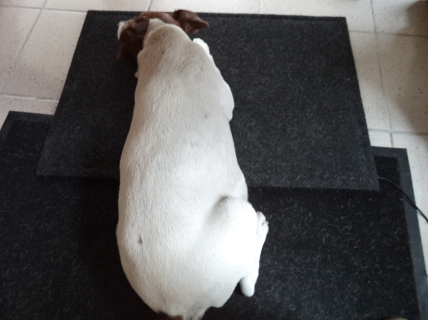 Heizteufel dog heating mat