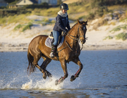 Reiten - Heizteufel Themenwelt